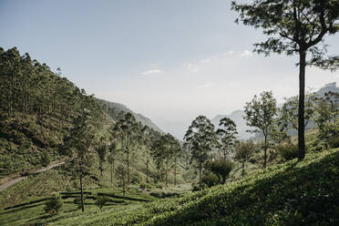 Landschaftliche Ansicht von Bäumen und Pflanzen, die in einer Agrarlandschaft in Sri Lanka wachsen, gegen den Himmel - LHPF00738