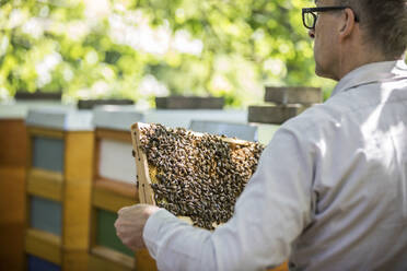Beekeeper checking honeycomb with honeybees - JATF01144