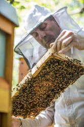 Beekeeper checking honeycomb with honeybees - JATF01145