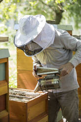 Imker bei der Kontrolle der Honigwaben mit Bienen, unter Verwendung eines Smokers - JATF01147