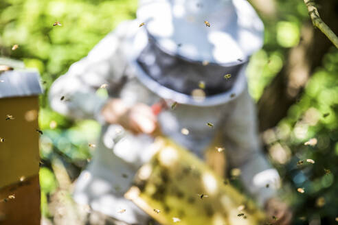 Flying honeybees, beekeeper checking honeycomb in the background - JATF01150