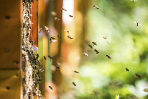 Bees swarming around beehive - JATF01151