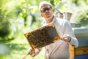 Beekeeper checking honeycomb with honeybees - JATF01152