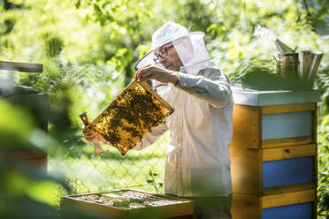 Beekeeper checking honeycomb with honeybees - JATF01153