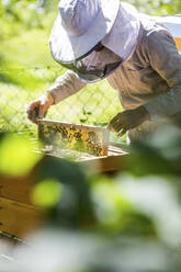 Imker kontrolliert Waben mit Honigbienen - JATF01154