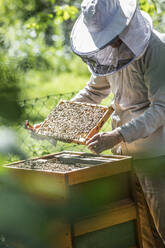Beekeeper checking honeycomb with honeybees - JATF01155