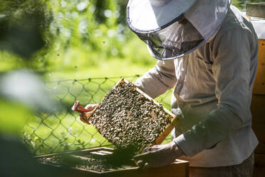 Beekeeper checking honeycomb with honeybees - JATF01156