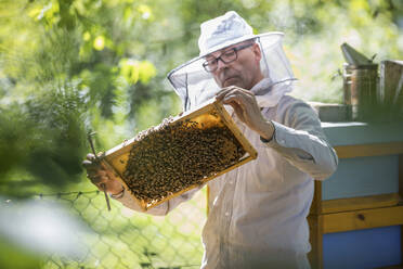 Imker kontrolliert Waben mit Honigbienen - JATF01157