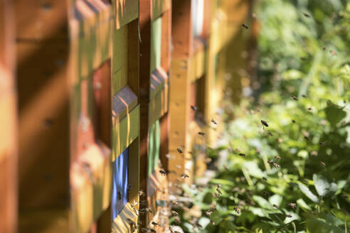 Bienen schwärmen um einen Bienenstock - JATF01159