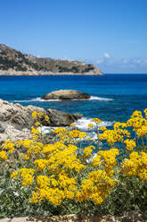 Yellow flowers blooming on Cala Agulla against sky, Majorca, Spain - PUF01654