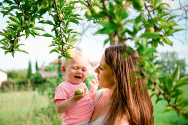 Mutter trägt Kleinkind unter Obstbaum, Kopf und Schulter, Arezzo, Toskana, Italien - CUF52464