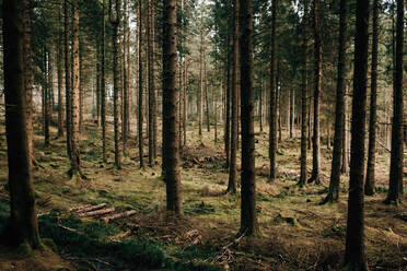 Forest, Trossachs National Park, Scotland - CUF52518