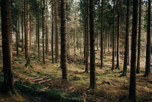 Wald, Trossachs National Park, Schottland - CUF52518