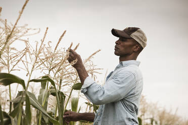 African American farmer tending crops - BLEF07852