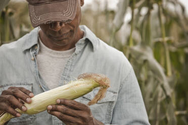 African American farmer tending corn crop - BLEF07855