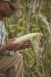 African American farmer tending corn crop - BLEF07856