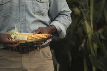 African American farmer looking at corn crop - BLEF07869