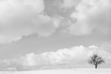 Kahler Baum und Wolken in verschneiter Landschaft - BLEF07946