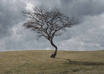 Kahler Baum in ländlicher Landschaft - BLEF07975