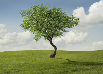 Tree growing in rural landscape - BLEF07979