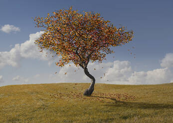 Autumn tree growing in rural landscape - BLEF07980