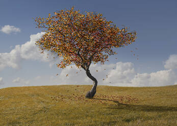 Herbstbaum in ländlicher Landschaft - BLEF07980