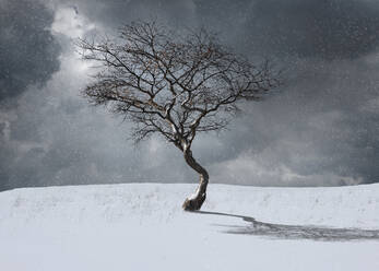 Kahler Baum in Winterlandschaft - BLEF07981