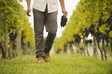 Caucasian farmer carrying grapes in vineyard - BLEF08023