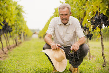 Caucasian farmer examining grapes in vineyard - BLEF08024