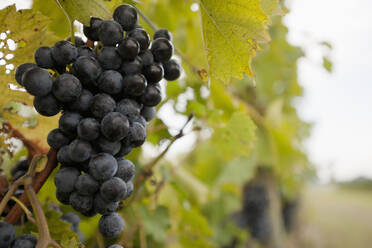 Close up of grapes on vine - BLEF08025