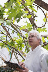 Hispanic scientist examining plants in greenhouse - BLEF08050