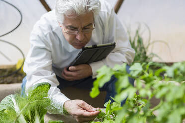 Hispanic scientist examining plants in greenhouse - BLEF08051