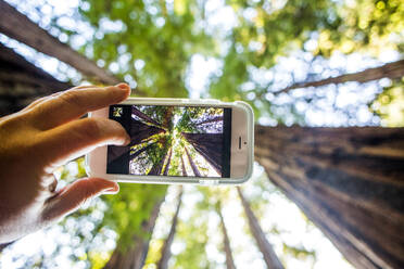 Low angle view of cell phone taking photograph of trees in forest - BLEF08077