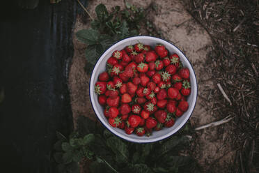 Direkt über der Aufnahme von roten reifen Erdbeeren in einer Schale auf dem Tisch - OGF00001