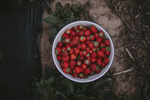 Direkt über der Aufnahme von roten reifen Erdbeeren in einer Schale auf dem Tisch - OGF00001