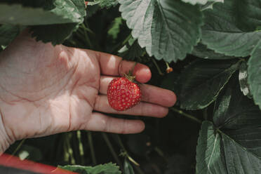 Nahaufnahme einer abgeschnittenen Hand, die eine Erdbeere im Garten hält - OGF00004