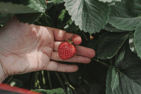 Close-up of cropped hand holding strawberry at yard - OGF00004