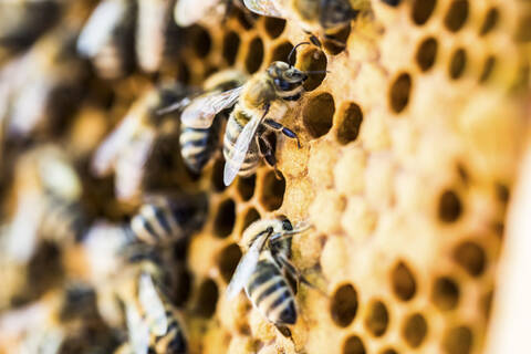 Nahaufnahme von Bienen auf einer Honigwabe, lizenzfreies Stockfoto