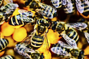 Nahaufnahme von Bienen auf einer Honigwabe - JATF01162