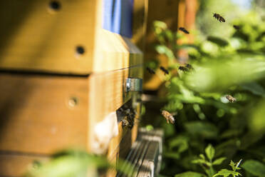 nahaufnahme von Bienen, die an einem Bienenstock vorbeifliegen - JATF01163