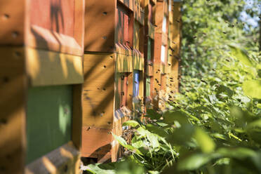 Blick auf Bienen, die an Bienenstöcken vorbeifliegen - JATF01164