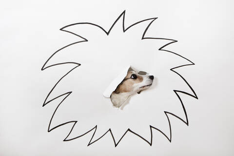 Kleiner Hund mit gezeichneter Löwenmähne, lizenzfreies Stockfoto