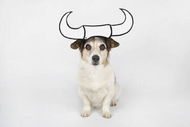 Porträt eines Mischlings als Stier mit gezeichneten Hörnern, sitzend auf weißem Grund - PSTF00454