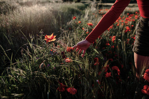 Kleines Mädchen pflückt Mohnblumen auf dem Feld, lizenzfreies Stockfoto