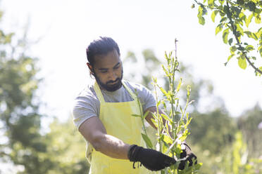 Porträt eines bärtigen jungen Mannes bei der Arbeit im Garten - SGF02386