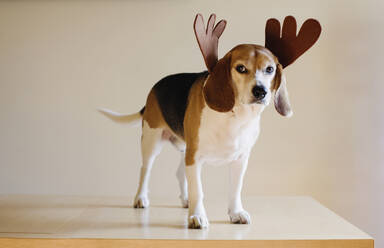 Dog wearing reindeer horns - BLEF08293