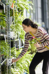 Hispanische Frau beim Einkaufen von Pflanzen in einer Gärtnerei - BLEF08533