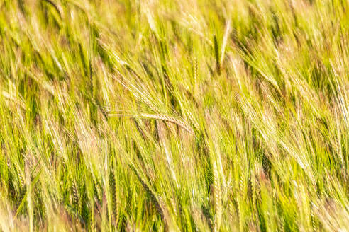 UK, Schottland, East Lothian, Nahaufnahme von Gerste (Hordeum vulgare), die auf einem Feld wächst - SMAF01267