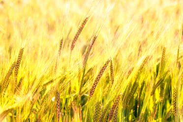 UK, Schottland, East Lothian, Nahaufnahme von Gerste (Hordeum vulgare), die auf einem Feld wächst - SMAF01268