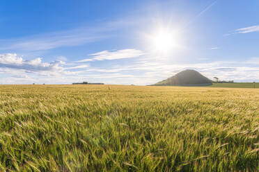 UK, Scotland, East Lothian, Barley (Hordeum vulgare) field on sunny day - SMAF01271